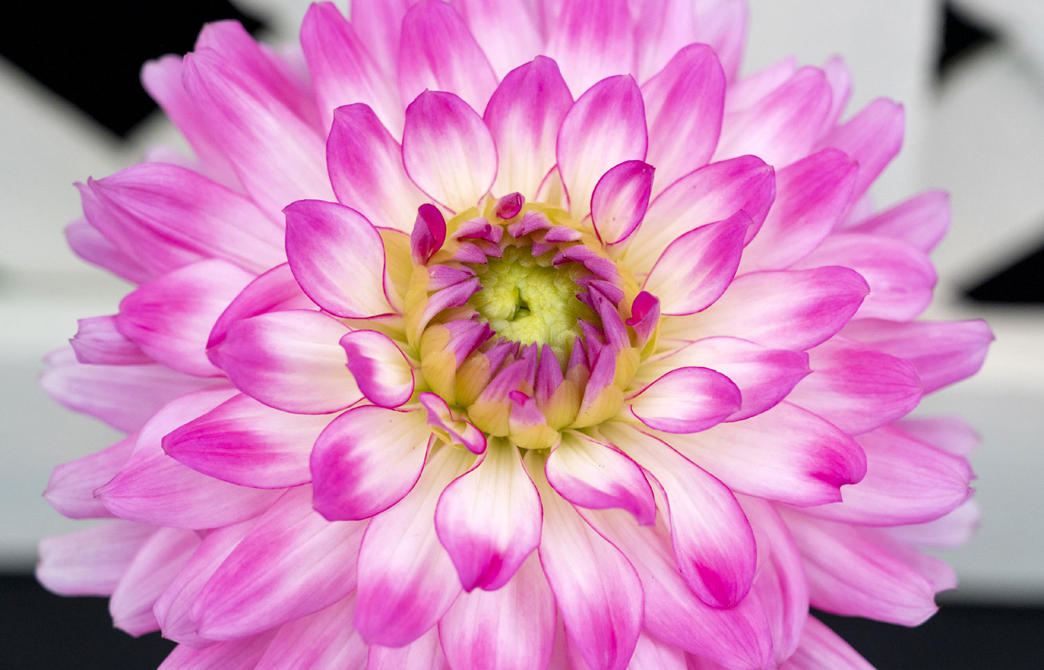 The Newport Flower Show Newport Mansions