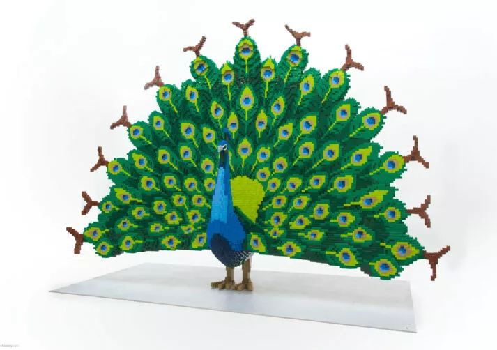 Peacock-3-3