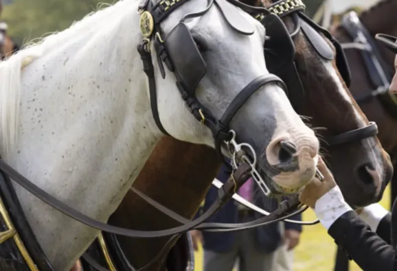 NPS_Greenvale_095_4067_20250815_Blanchard-1156x1610-c-center