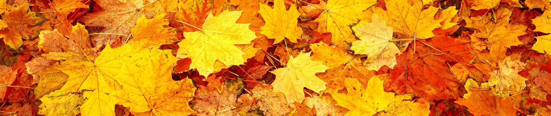 FallActivitiesHeroImage_1