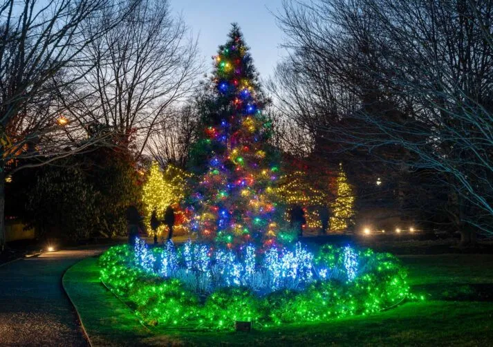 Sparkling Lights-18
