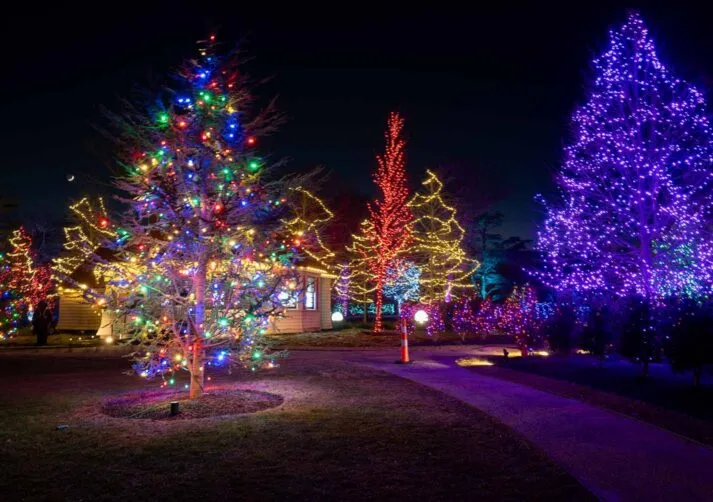 Sparkling Lights-37